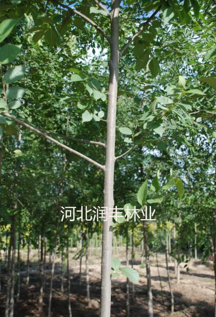 阳光男孩 阳光男孩