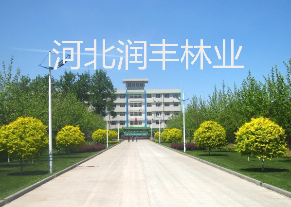 金葉榆