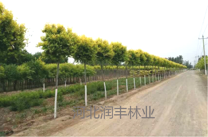美人榆 -太阳城集团国际娱乐-2020在线网址 美人榆 -太阳城集团国际娱乐-2020在线网址