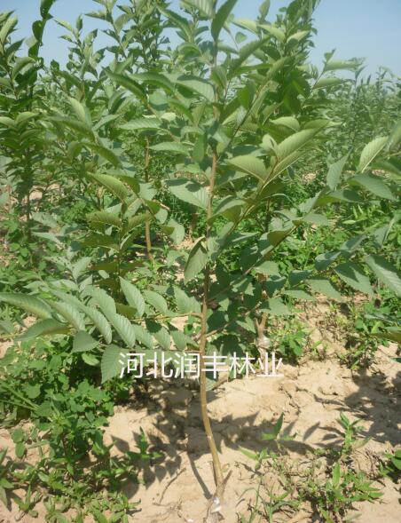 滞尘榆 滞尘榆