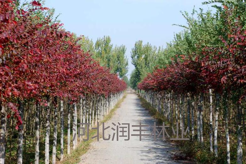 2.5米秋红榆